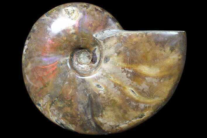 Flashy Red Iridescent Ammonite - Wide #81843